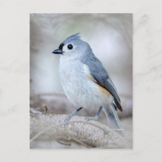 Postal Cute Tufted Titmouse