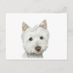 Postal Cute Westie Dog
