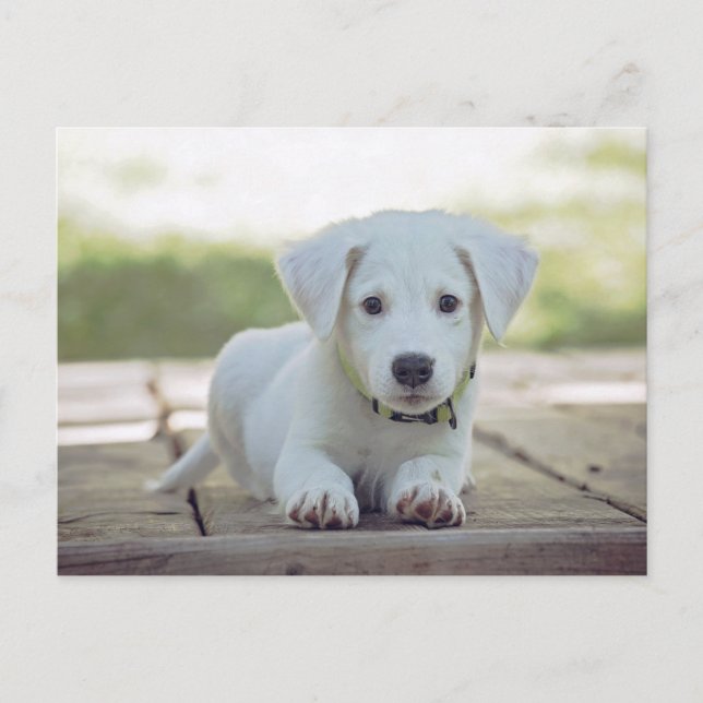 Postal cute white dog puppy (Anverso)