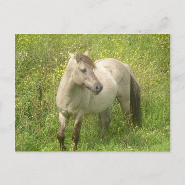 Postal Cute Wilse Horse DIY (Anverso)