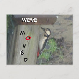 Postal Cute Woodpecker en la caja de nido que hemos movid