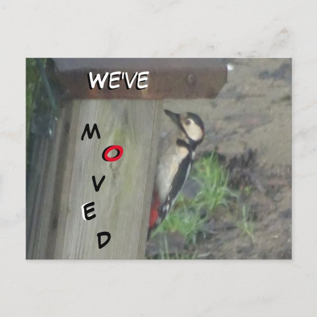 Postal Cute Woodpecker en la caja de nido que hemos movid (Anverso)