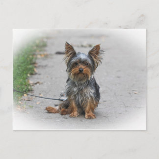 Postal Cute Yorkie