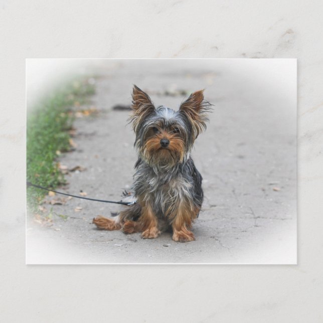 Postal Cute Yorkie (Anverso)