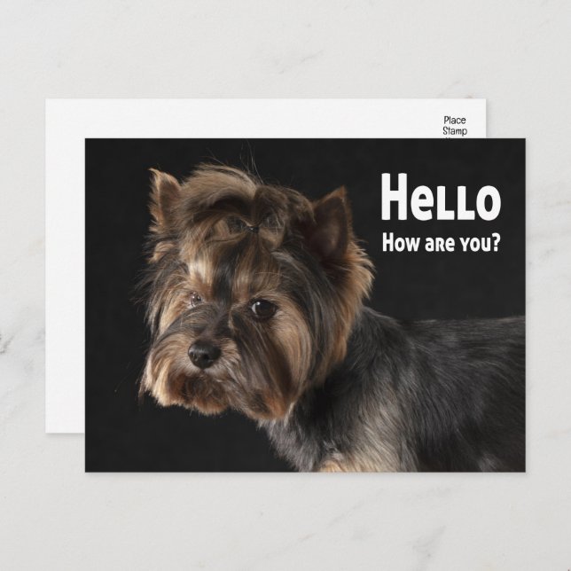 Postal Cute Yorkie Puppy Dog Love Yorkshire Terrier Hello (Anverso / Reverso)