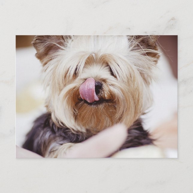 Postal Cute Yorkie Terrier (Anverso)