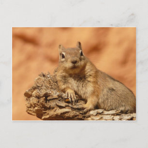 Postal Cuteño chipmunk