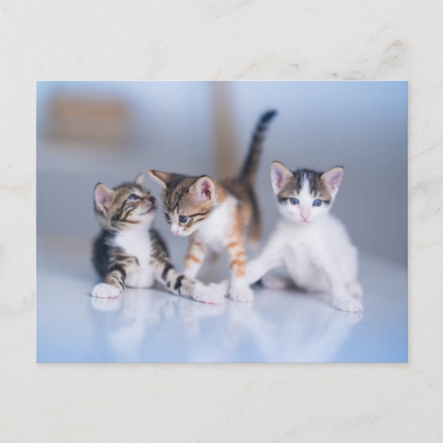 Postal Cutest Baby Animals | 3 Tabby Kittens (Anverso)