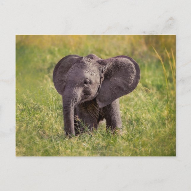 Postal Cutest Baby Animals | Baby Elephant Kenya Africa (Anverso)