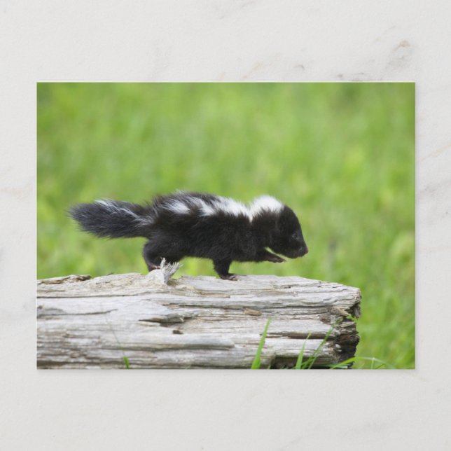Postal Cutest Baby Animals | Baby Skunk (Anverso)