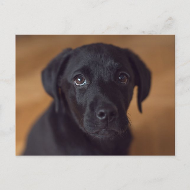 Postal Cutest Baby Animals | Black Labrador Puppy (Anverso)