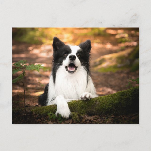 Postal Cutest Baby Animals | Black & White Border Collie (Anverso)