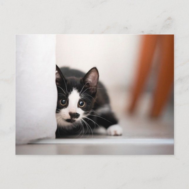 Postal Cutest Baby Animals | Black & White Kitten (Anverso)