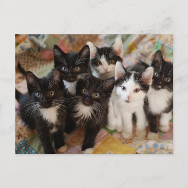 Postal Cutest Baby Animals | Black & White Kittens (Anverso)