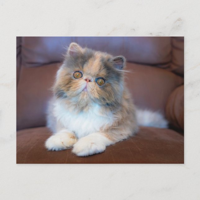 Postal Cutest Baby Animals | Calico Persian Kitten (Anverso)
