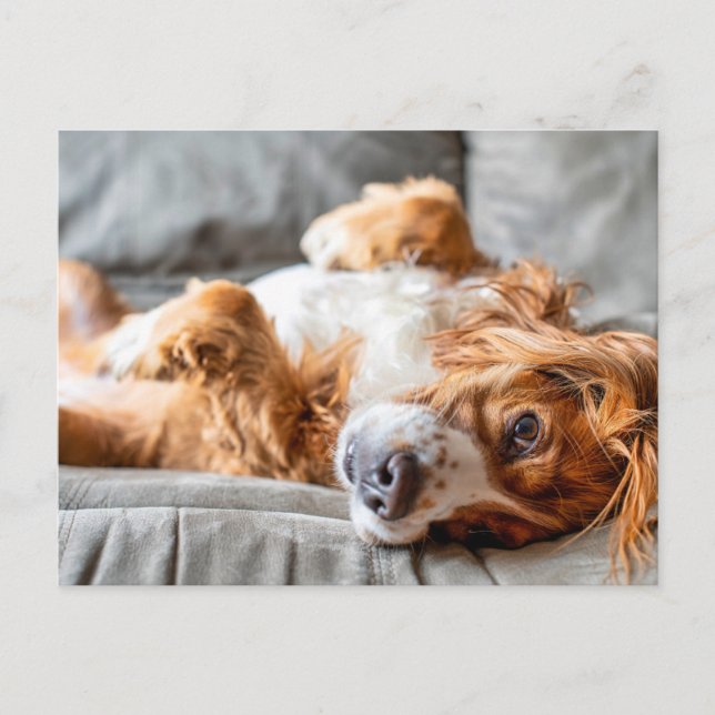 Postal Cutest Baby Animals | Cocker Spaniel (Anverso)