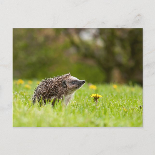 Postal Cutest Baby Animals | European Hedgehog (Anverso)