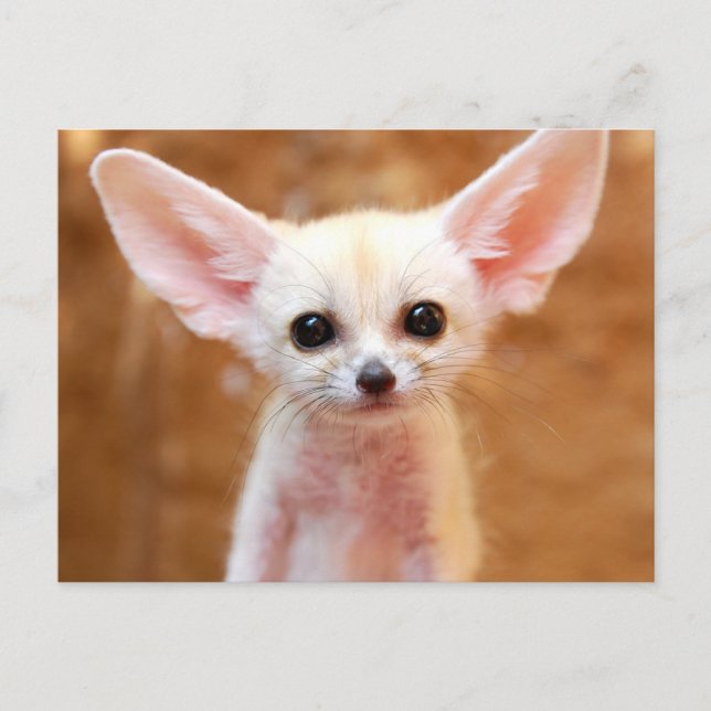 Postal Cutest Baby Animals | Fennec Fox (Anverso)