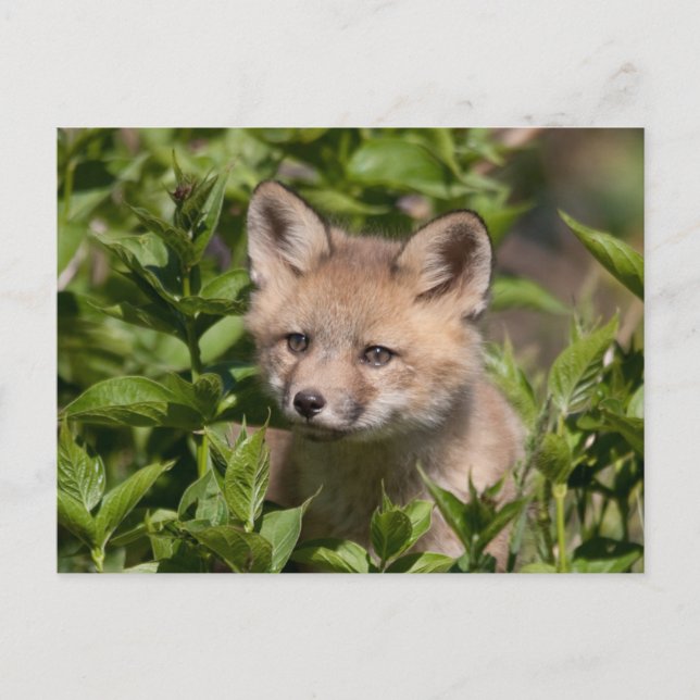 Postal Cutest Baby Animals | Fox Kit (Anverso)
