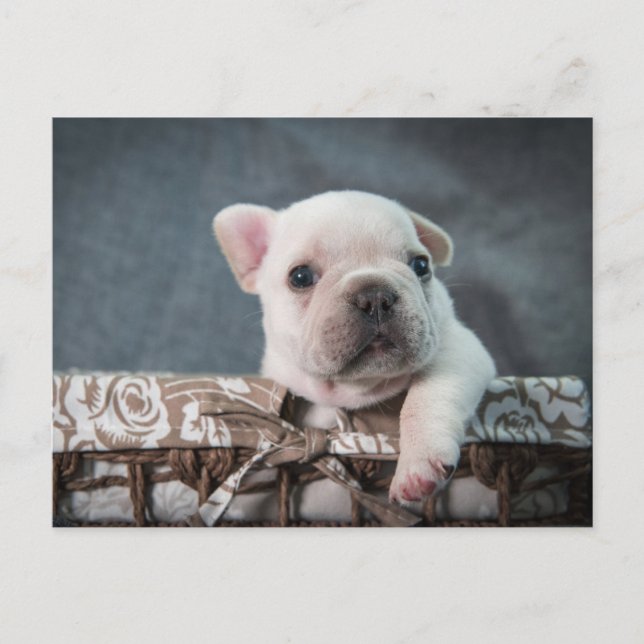 Postal Cutest Baby Animals | French Bulldog (Anverso)