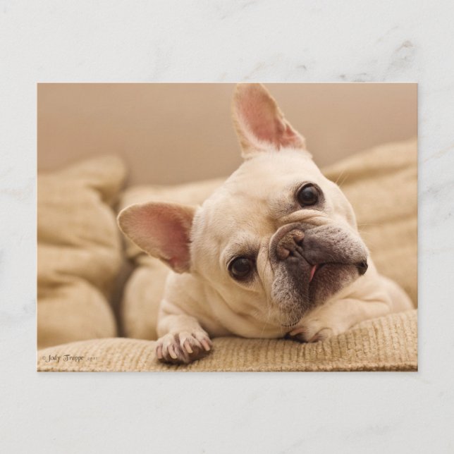 Postal Cutest Baby Animals | French Bulldog Head Tilt (Anverso)