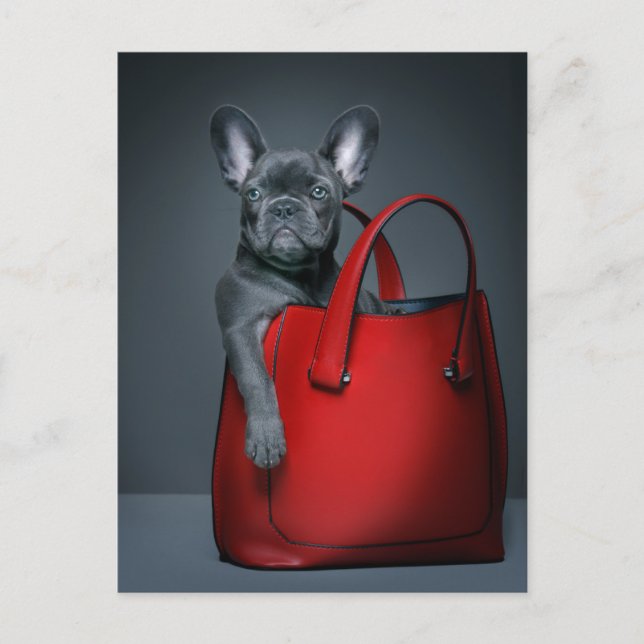 Postal Cutest Baby Animals | French Bulldog in Handbag (Anverso)
