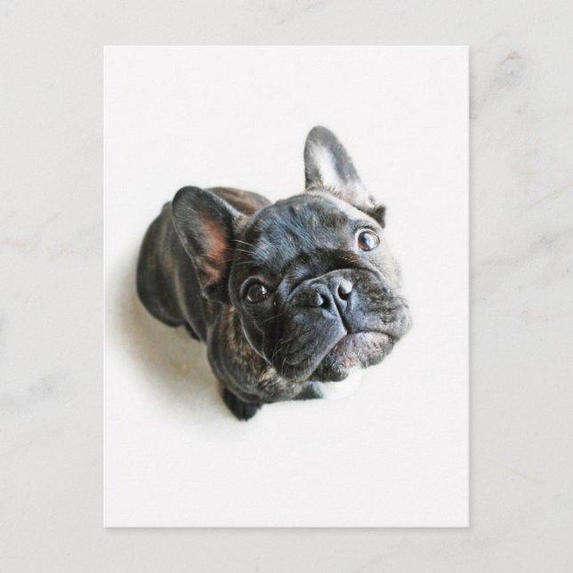 Postal Cutest Baby Animals | French Bulldog Look Up (Anverso)
