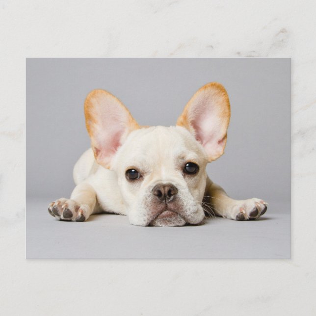 Postal Cutest Baby Animals | French Bulldog Lying Down (Anverso)