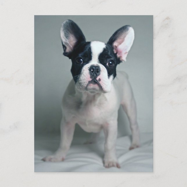 Postal Cutest Baby Animals | French Bulldog Puppy (Anverso)