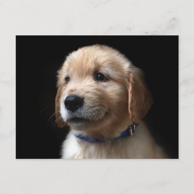 Postal Cutest Baby Animals | Golden Retriever Puppy (Anverso)