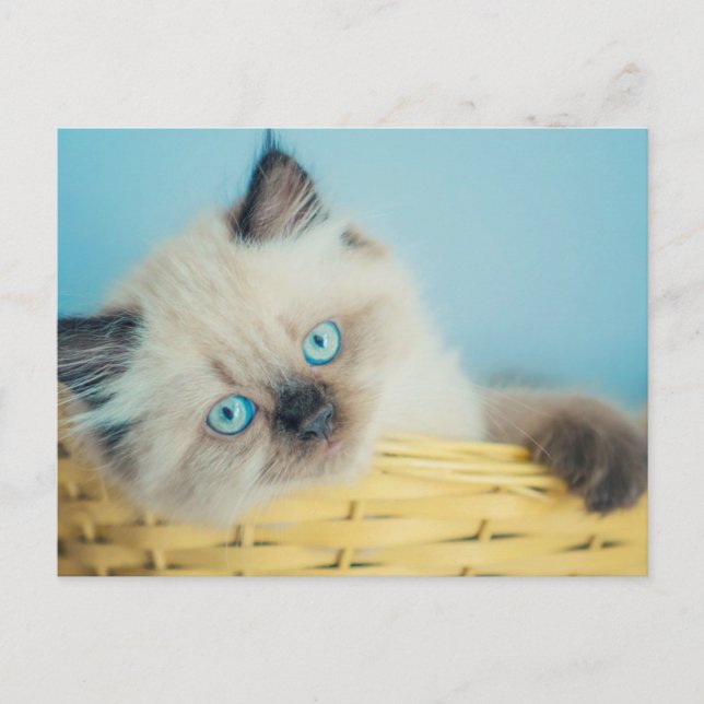 Postal Cutest Baby Animals | Himalayan Seal Point Cat (Anverso)