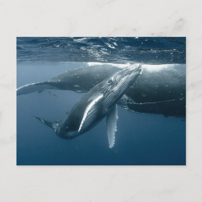 Postal Cutest Baby Animals | Humpback Whale Calf (Anverso)