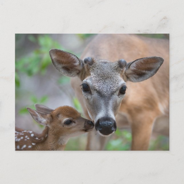 Postal Cutest Baby Animals | Key Deer Stag & Fawn (Anverso)