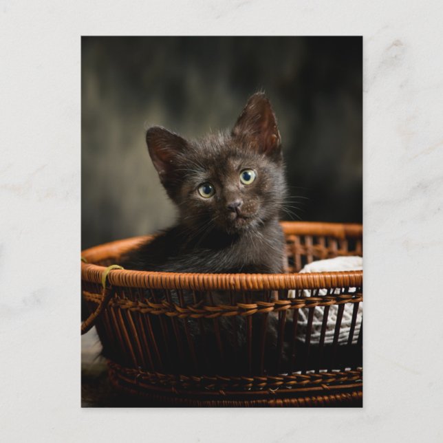 Postal Cutest Baby Animals | Kitten in Basket (Anverso)