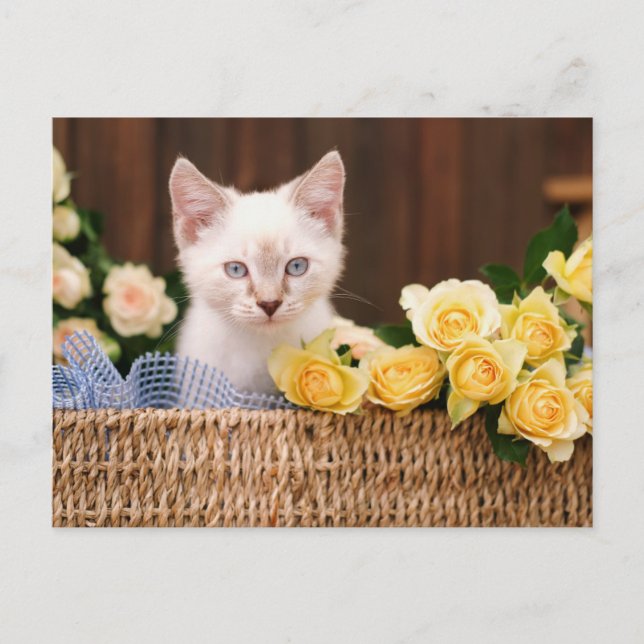 Postal Cutest Baby Animals | Kitten & Yellow Roses (Anverso)