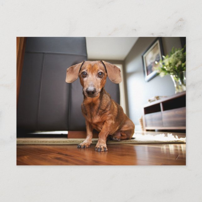 Postal Cutest Baby Animals | Mini Dachshund Puppy (Anverso)