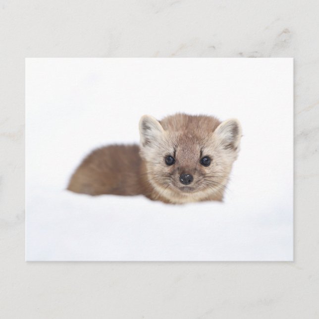 Postal Cutest Baby Animals | Pine Marten (Anverso)