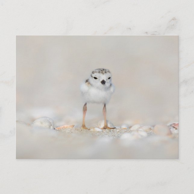 Postal Cutest Baby Animals | Piping Plover Chick (Anverso)