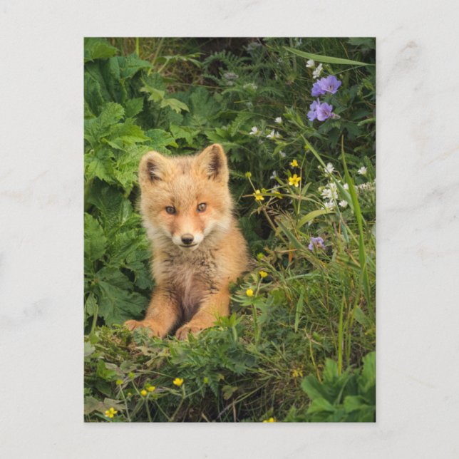 Postal Cutest Baby Animals | Red Fox at Umnak Alaska (Anverso)