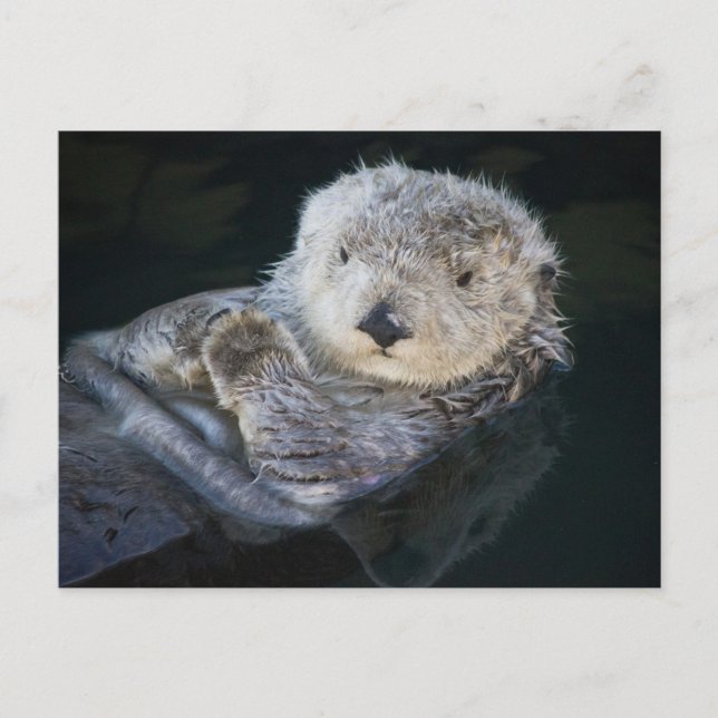 Postal Cutest Baby Animals | Sea Otter Floating (Anverso)