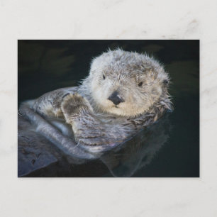 Postal Cutest Baby Animals   Sea Otter Floating