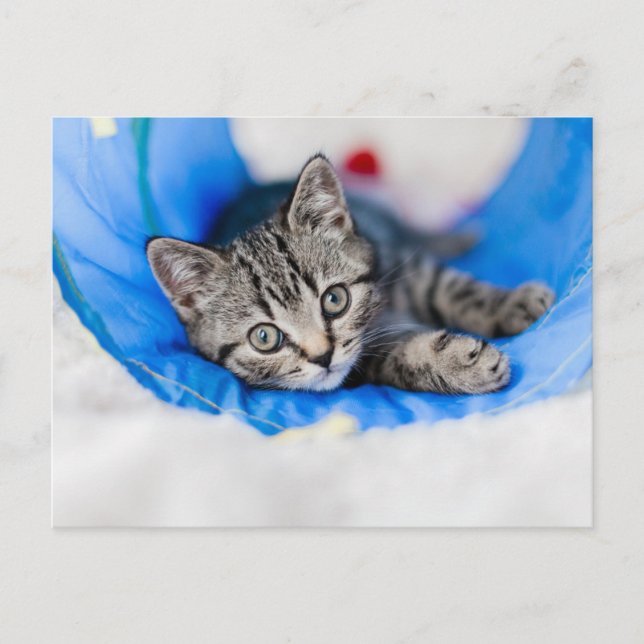 Postal Cutest Baby Animals | Tabby Kitten in Play Tunnel (Anverso)