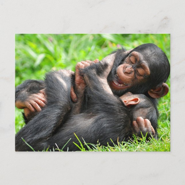 Postal Cutest Baby Animals | Two Young Chimpanzees (Anverso)
