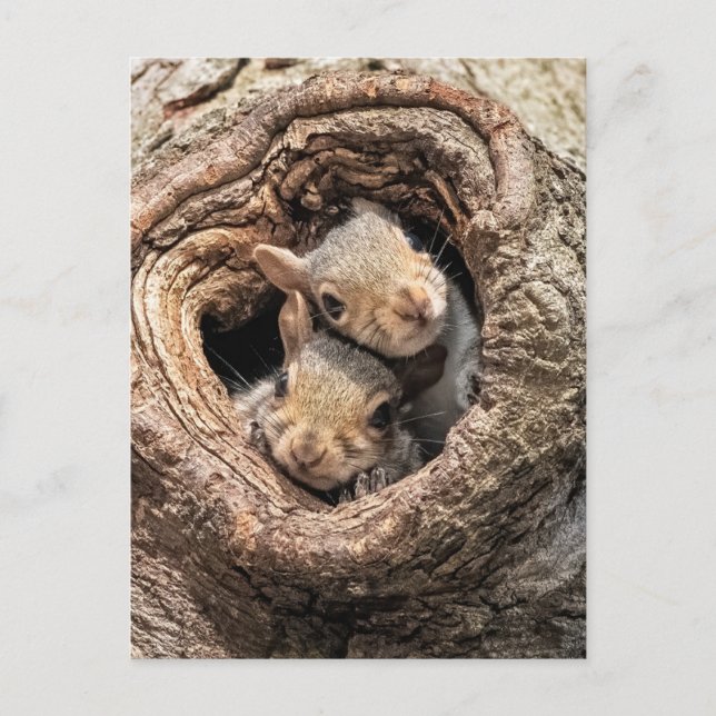 Postal Cutest Baby Animals | Two Young Squirrels (Anverso)