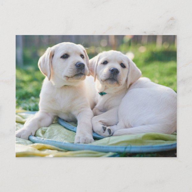 Postal Cutest Baby Animals | Yellow Labrador Retrievers (Anverso)