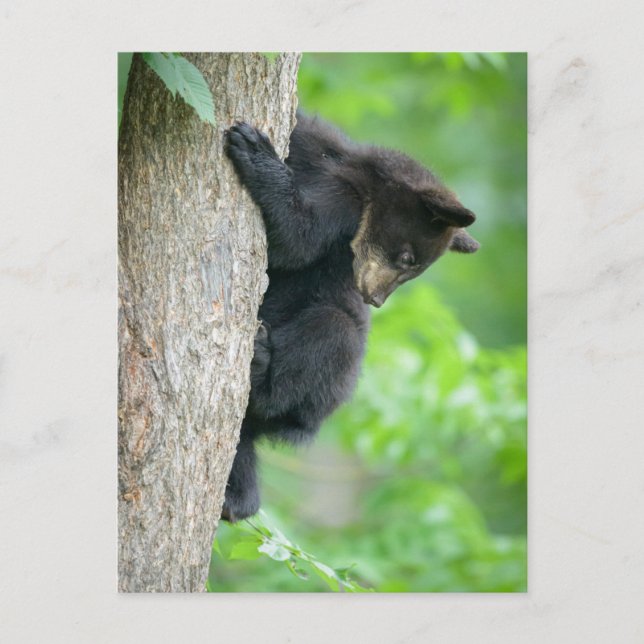 Postal Cutest Baby Animals | Young Black Bear Cub (Anverso)