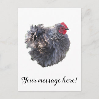 Postal Cutest Blue Frizzle Cochin Bantam Rooster Chicken