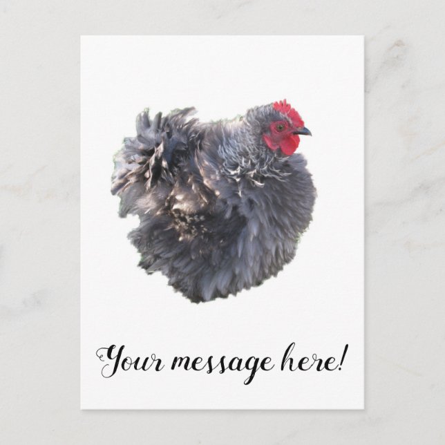 Postal Cutest Blue Frizzle Cochin Bantam Rooster Chicken (Anverso)
