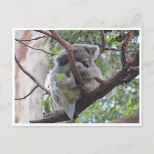Postal cutest koala