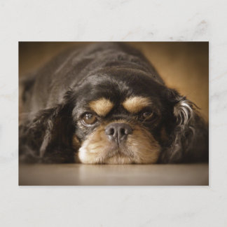 Postal ¡Cutie Cav!